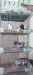 the pigeon